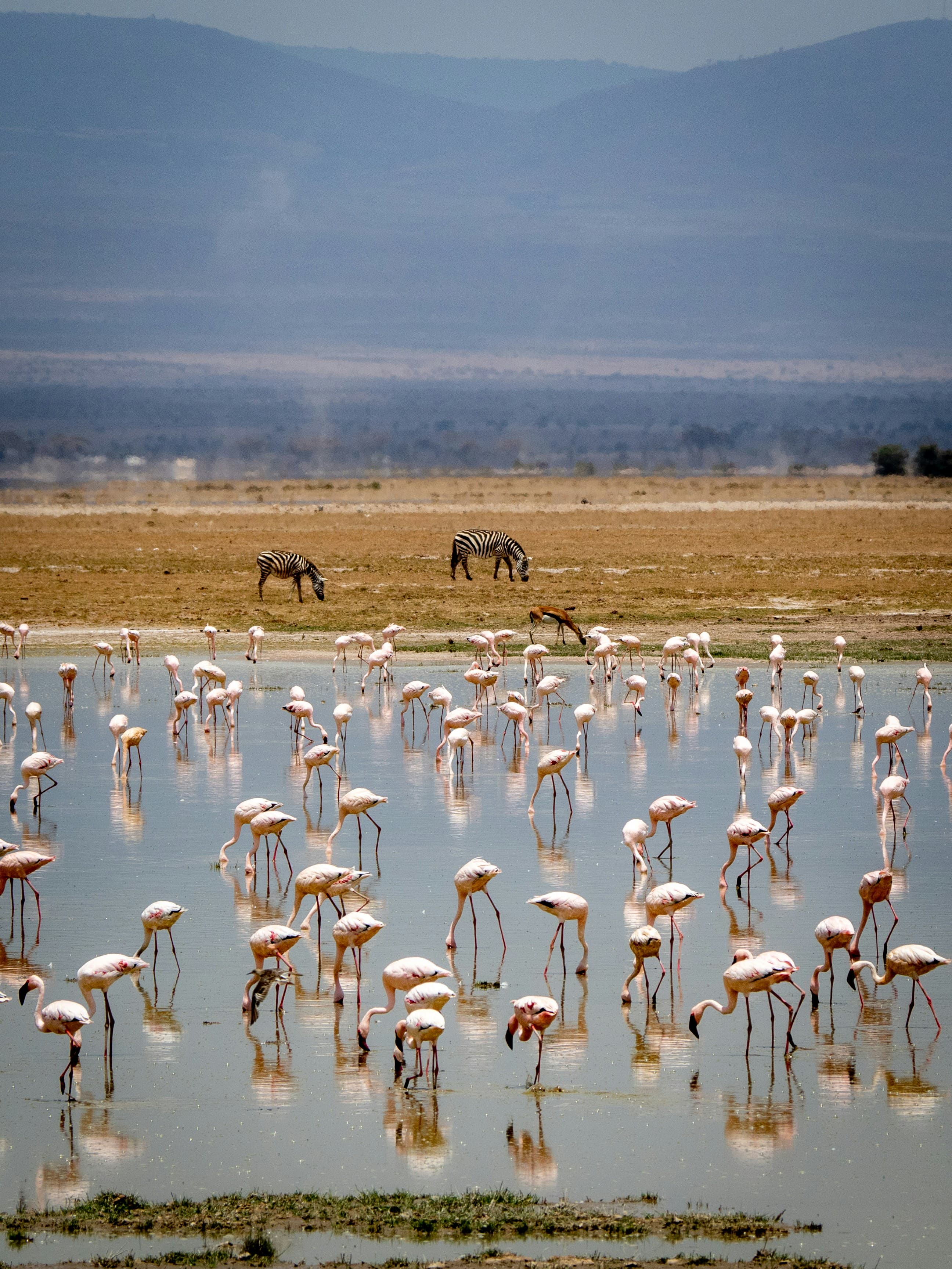 Amboseli